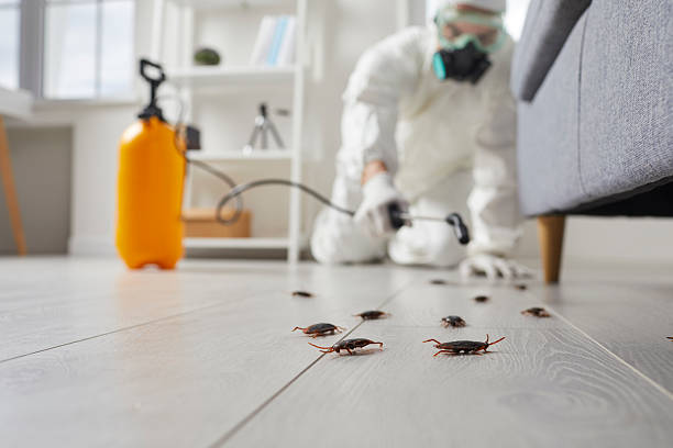 Commercial Rodent Management in Minier